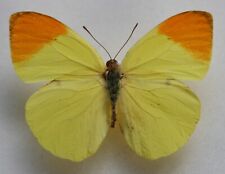 Butterfly male afrodryas for sale  Shipping to Ireland