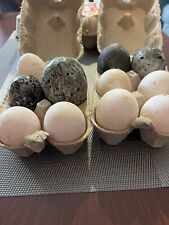 Mixed duck hatching for sale  WREXHAM