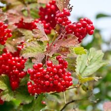 Highbush cranberry plant for sale  Weyauwega