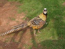 Reeves pheasant hatching for sale  NEWTON ABBOT