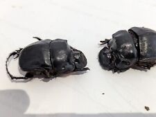Scarabaeidae catharsius heros d'occasion  Saint-Saturnin-lès-Avignon