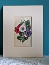 Alfred Adlard 1842 Hand Coloured Botanical Print Gloxinia Rubra Maxima Speciosa for sale  Shipping to South Africa