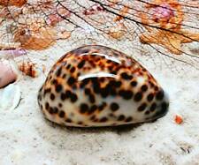 Tiger cowrie shell for sale  Shawano