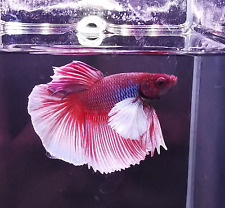 Male pink dumbo for sale  BIRMINGHAM