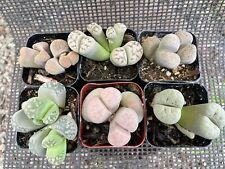2 succulents potted plants for sale  Gilroy