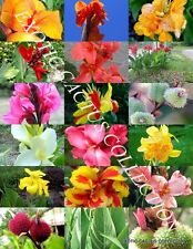 Canna lily mix for sale  Miami