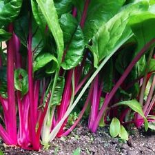 Używany, Mangold Flamingo Swiss Chard - 25+ nasion - nasiona - nasiona - nasiona warzyw L 096 na sprzedaż  Wysyłka do Poland