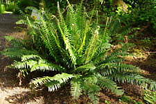 Western sward fern for sale  Lynnwood
