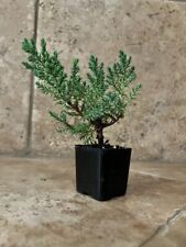 One juniper bonsai for sale  Norco