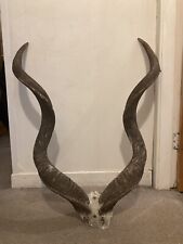 Antique taxidermy horns for sale  ASHTON-UNDER-LYNE