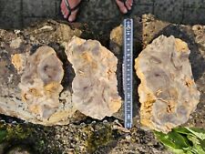 Ratka fossilien versteinertes gebraucht kaufen  Tüßling