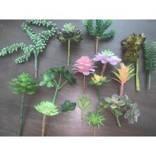 Pieces succulent plants for sale  Las Vegas