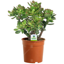 Crassula ovata plant for sale  UK
