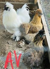 Silkie hatching eggs for sale  Horse Cave