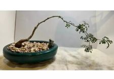 Operculicarya decaryi bonsai caudex succulent cactus plant  for sale  Shipping to South Africa