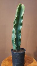 Euphorbia ingens candelabra for sale  Irvine
