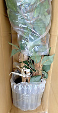 silk leaf ficus tree for sale  Moreland