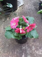 Gerbera transvaal daisy for sale  SOUTHAMPTON