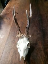 Deer antlers skull for sale  MILTON KEYNES