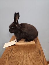 J176 black rabbit for sale  Hinton