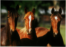 Dünnes Pferdebild - American Standardbred - 10,8 x 15,1 cm, winziger Knick comprar usado  Enviando para Brazil