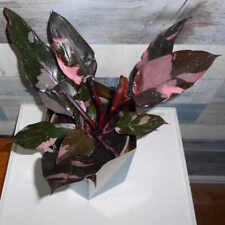 Philodendron pink princess for sale  COALVILLE