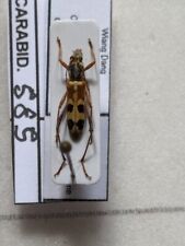 Cerambycidae ssp ref usato  Spedire a Italy