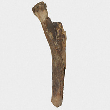 Fossil primigenius femur gebraucht kaufen  Lorsch