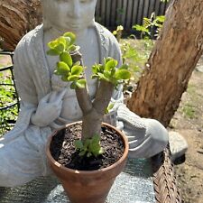 Jade plant money for sale  Van Nuys