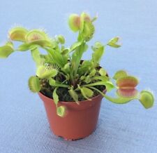 Venus flytrap large for sale  Fort Lauderdale
