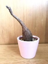 Phyllanthus mirabilis caudex for sale  UK