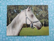 Pferdepostkarte shagya araber gebraucht kaufen  Borna