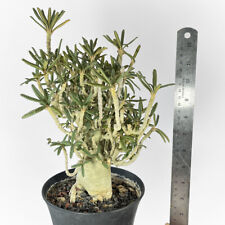 Dorstenia gigas var bullata (from seed) for sale by Little One Plant Nursery for sale  Shipping to South Africa