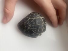Fossil bivalve shell for sale  PORT TALBOT