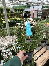 Jasminum polyanthum chinese for sale  DEREHAM