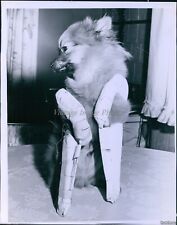 Vintage pomeranian pup for sale  Germantown