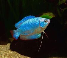 Blue dwarf gourami for sale  LONDON