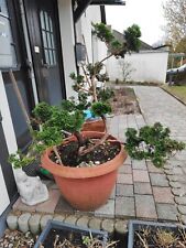 Bonsaibaum jahre alt gebraucht kaufen  Itzehoe