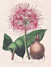 Haemanthus Multiflorus Sierra Leone Flower Botany Botany Van Houtte Lithograph for sale  Shipping to South Africa