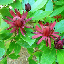Calycanthus floridus arbuste d'occasion  Pouzauges