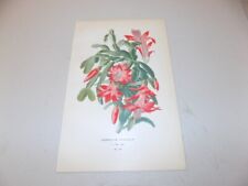 1897 Antique Floral Print  / THANKSGIVING CACTUS, or, EPIPHYLLUM TRUNCATUM for sale  Shipping to South Africa