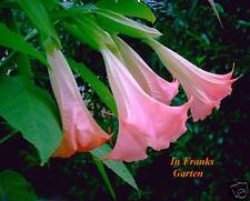 Brugmansia engelstrompete trau gebraucht kaufen  Altrip