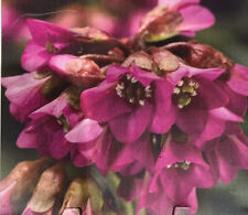 Bergenia cordifolia shoeshine for sale  WIGTON