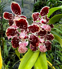 Vanda lombokensis for sale  Miami