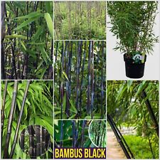Bamboo fargesia black for sale  DUDLEY