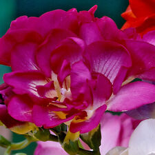 Double flowering freesia for sale  CANTERBURY