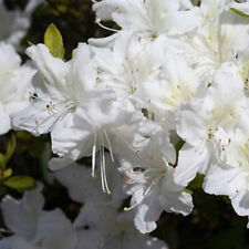 Azalea japonica white d'occasion  Pouzauges