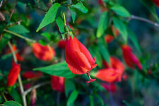 Red turks cap d'occasion  Expédié en Belgium