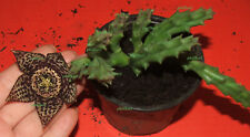 Rare stapelia toad for sale  OSWESTRY