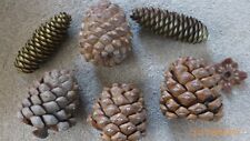 Large fir cones for sale  LOWESTOFT